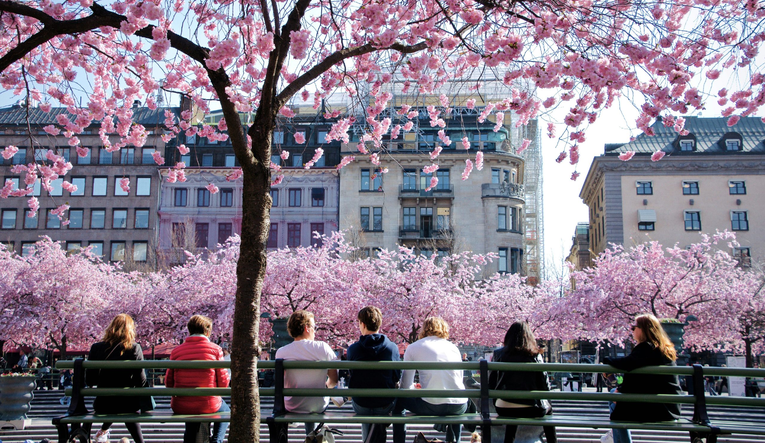 Människor sitter på en bänk i Kungsträdgården i Stockholm under blommande körsbärsträd, med rosa blommor och byggnader i bakgrunden.
